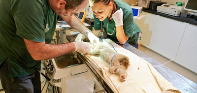 Wildlife Hospital