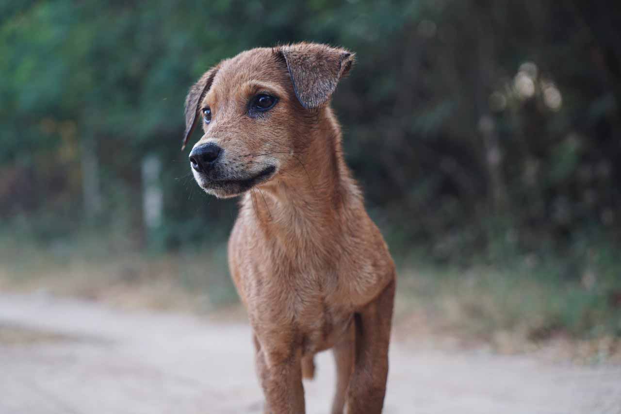 People and Animals Thailand