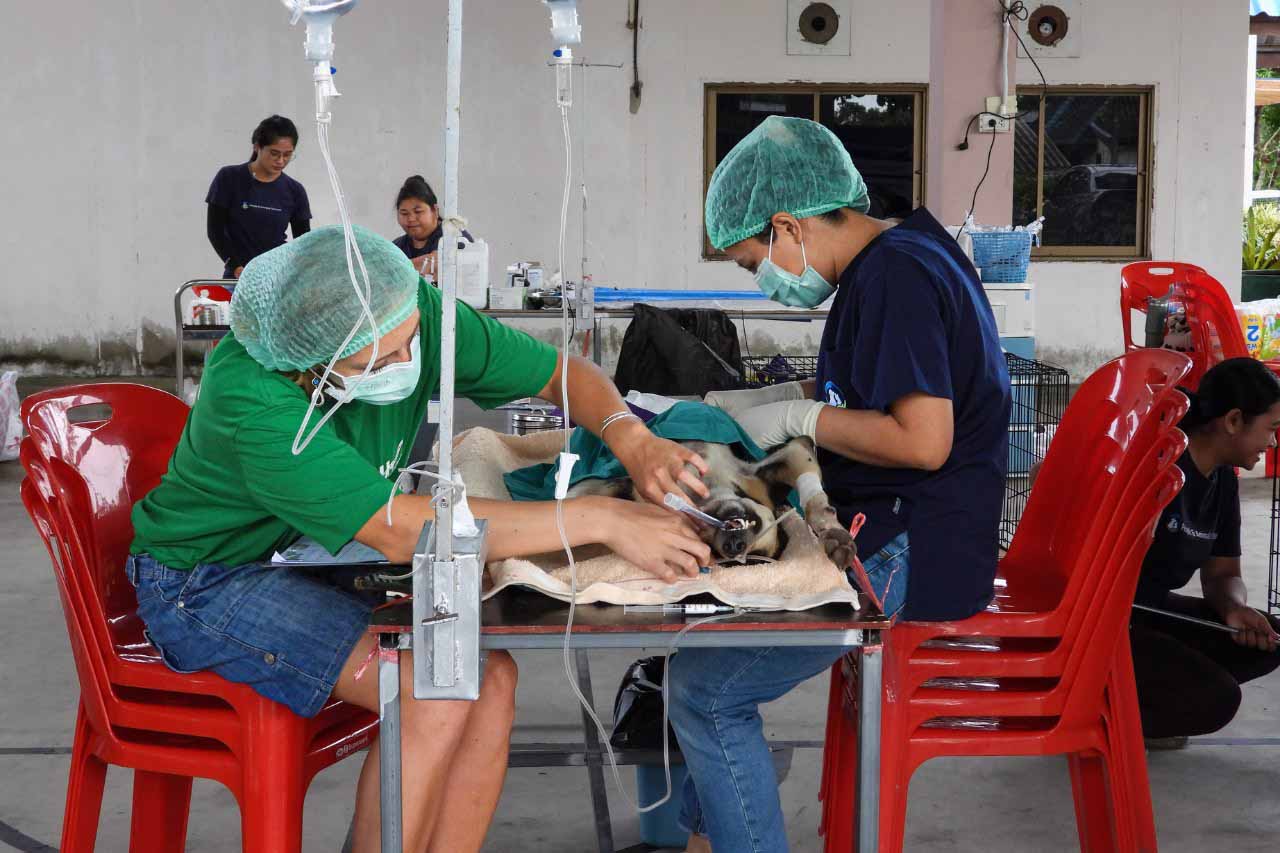 People and Animals Thailand
