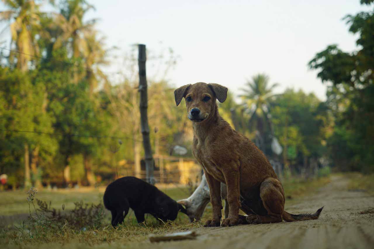 People and Animals Thailand
