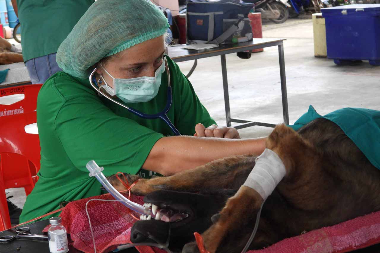 People and Animals Thailand