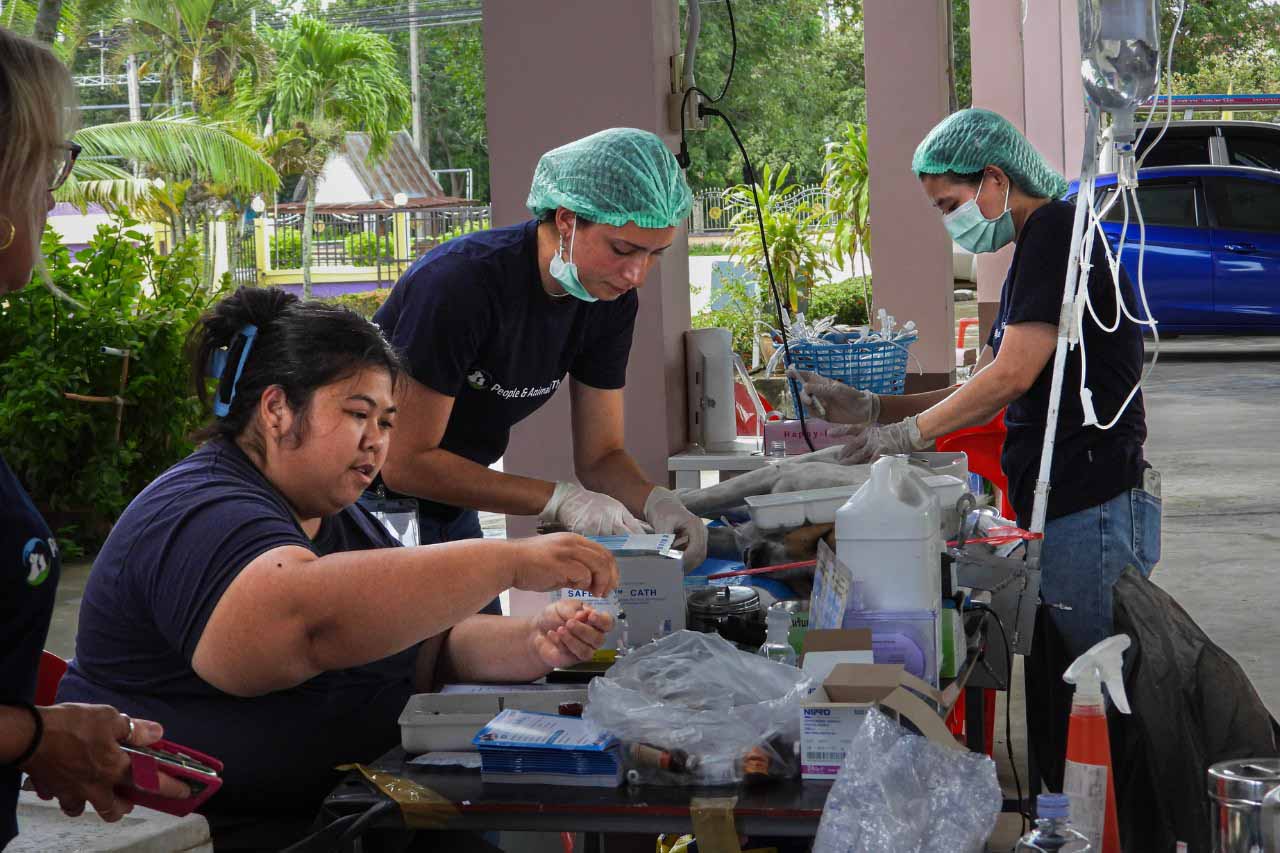 People and Animals Thailand