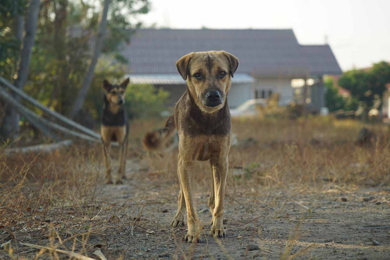 People and Animals Thailand