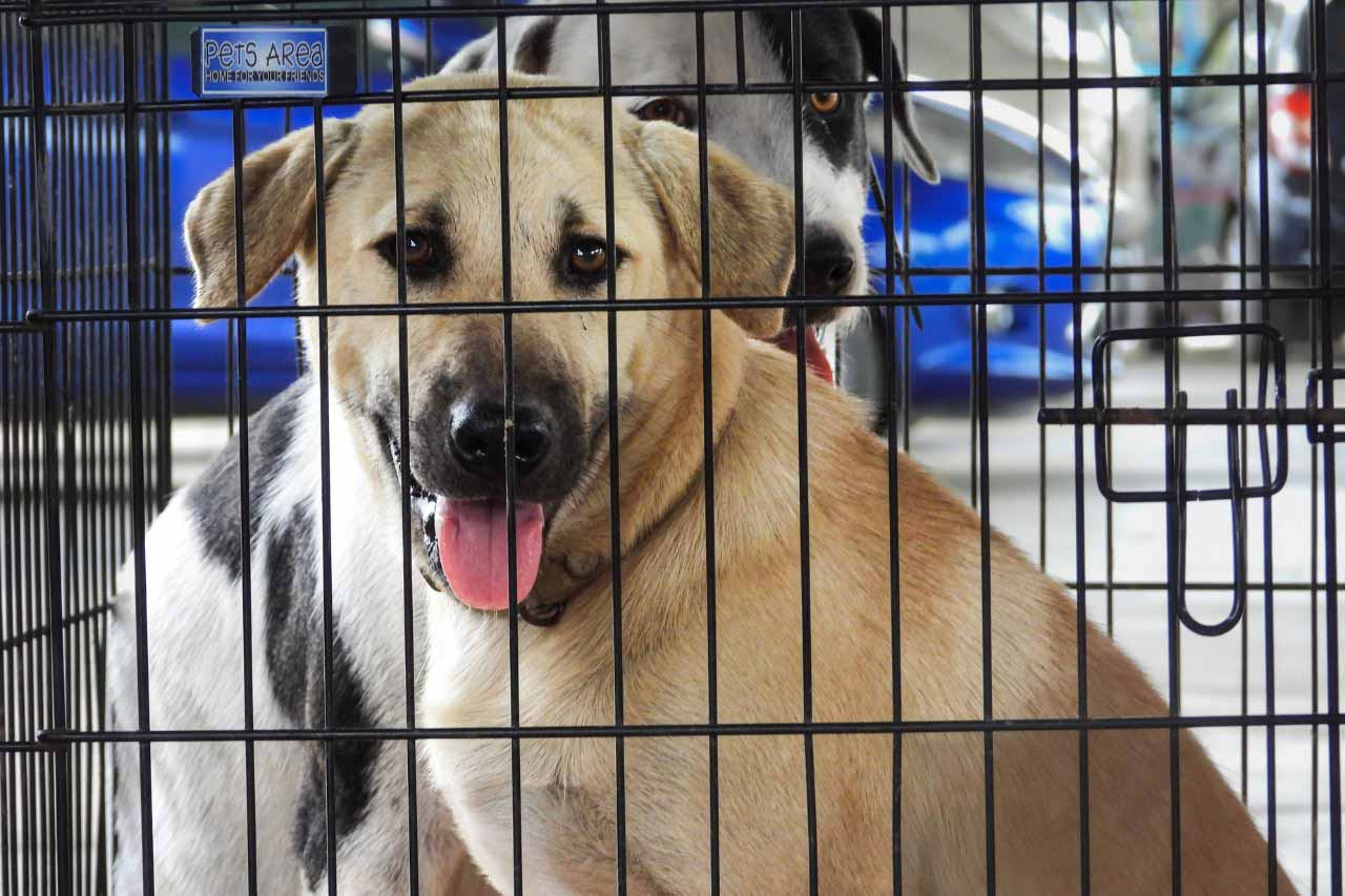 People and Animals Thailand