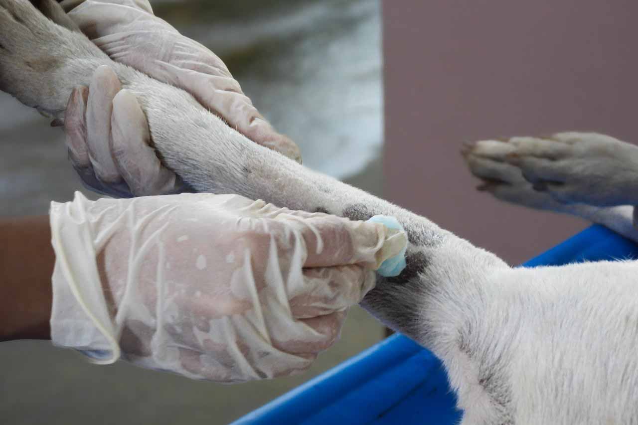 People and Animals Thailand