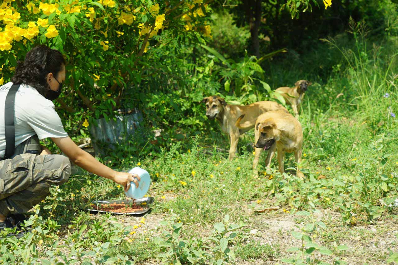 People and Animals Thailand
