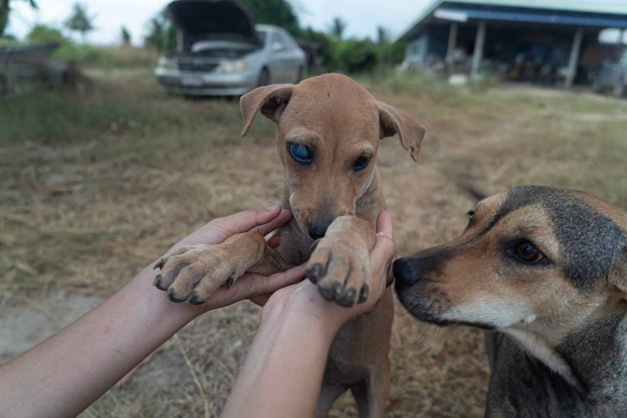 People and Animals Thailand