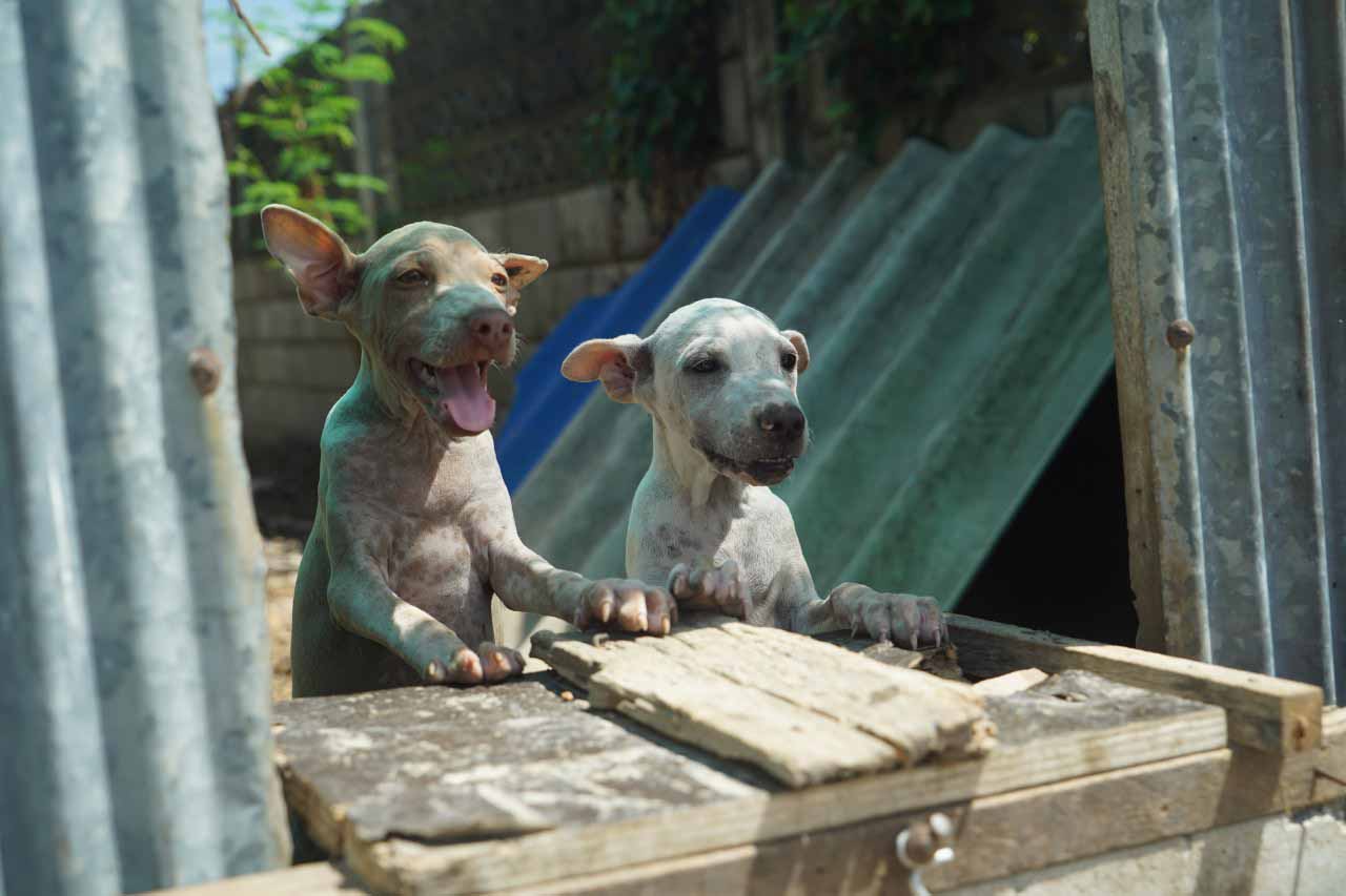 People and Animals Thailand
