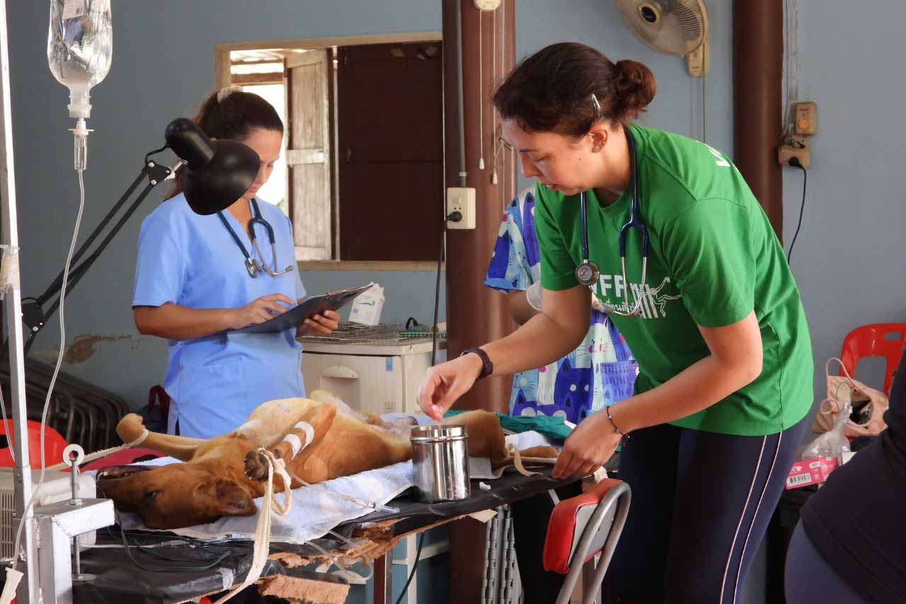 People and Animals Thailand