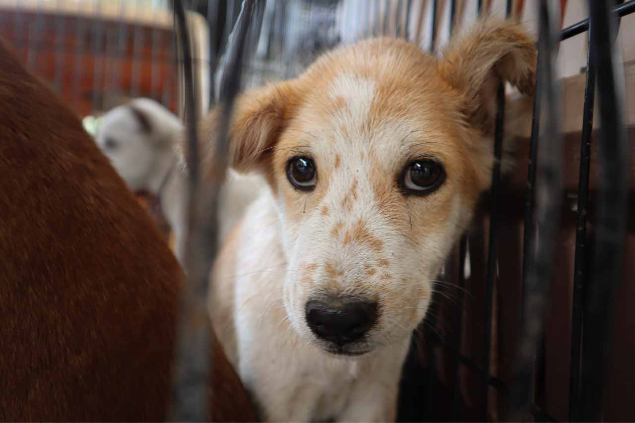 People and Animals Thailand