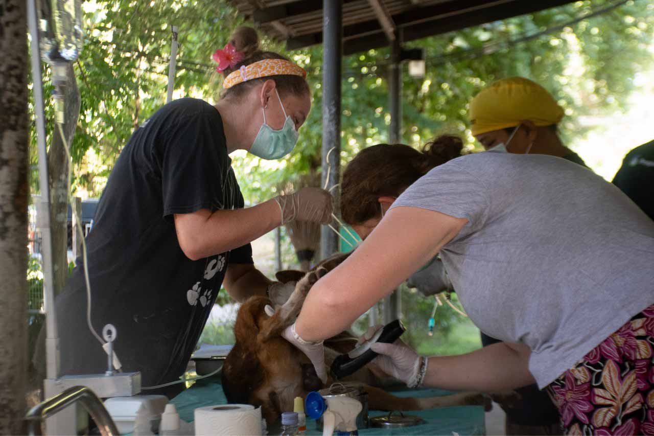 People and Animals Thailand