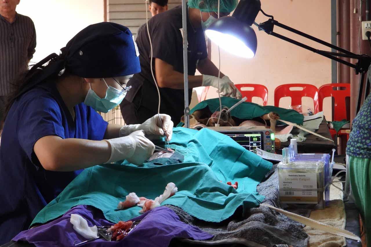 People and Animals Thailand