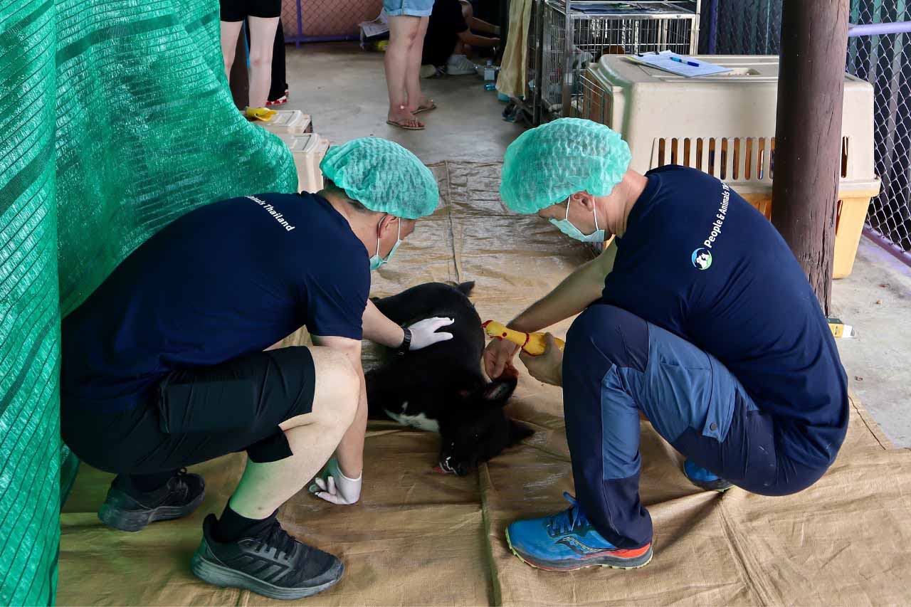 People and Animals Thailand