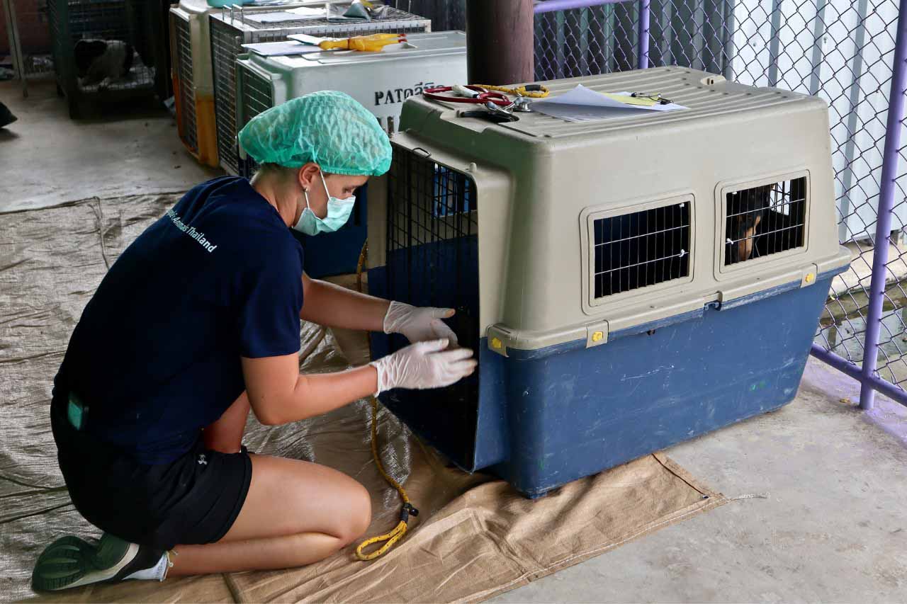 People and Animals Thailand