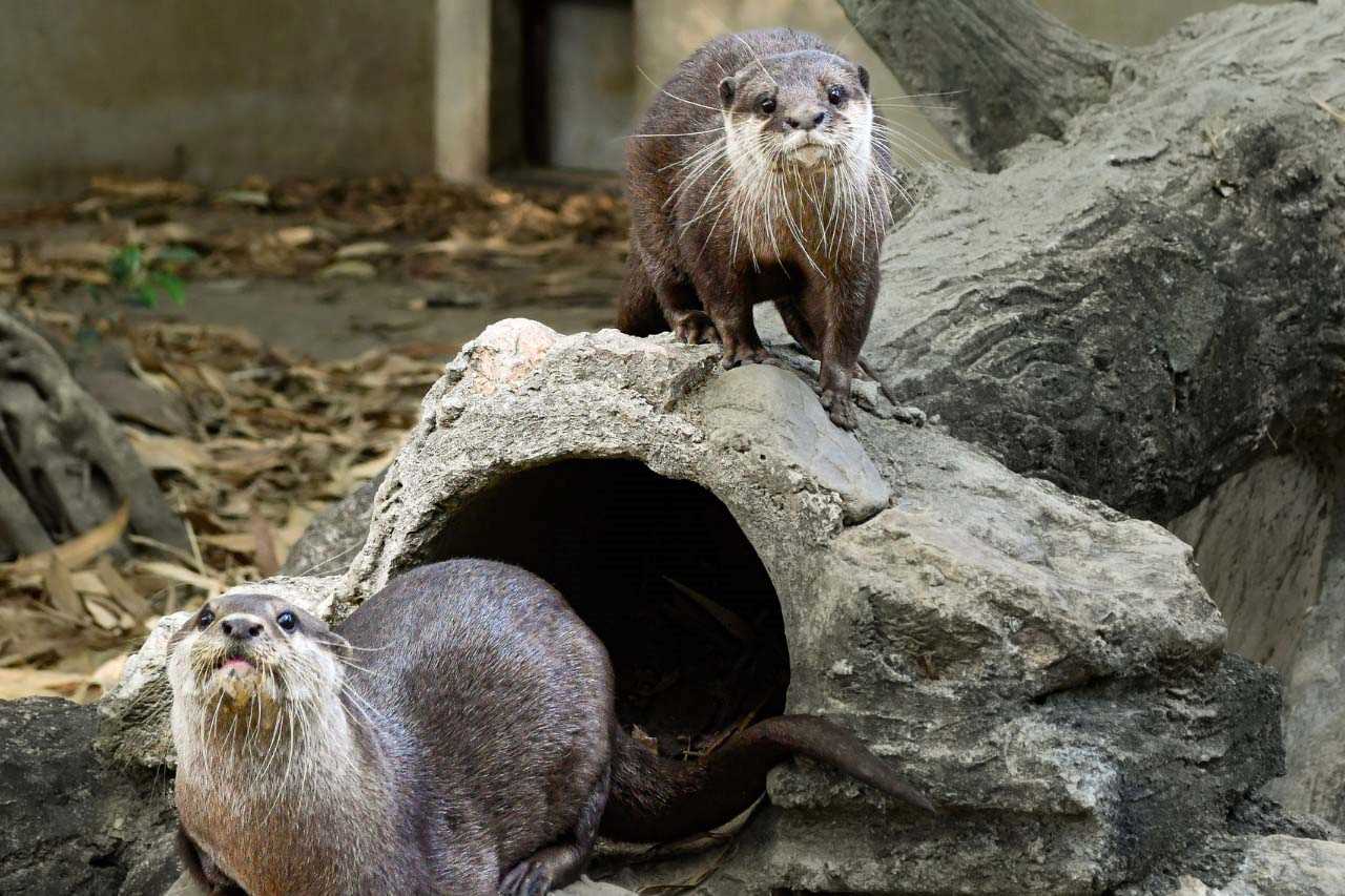 Wildlife Rescue Centre