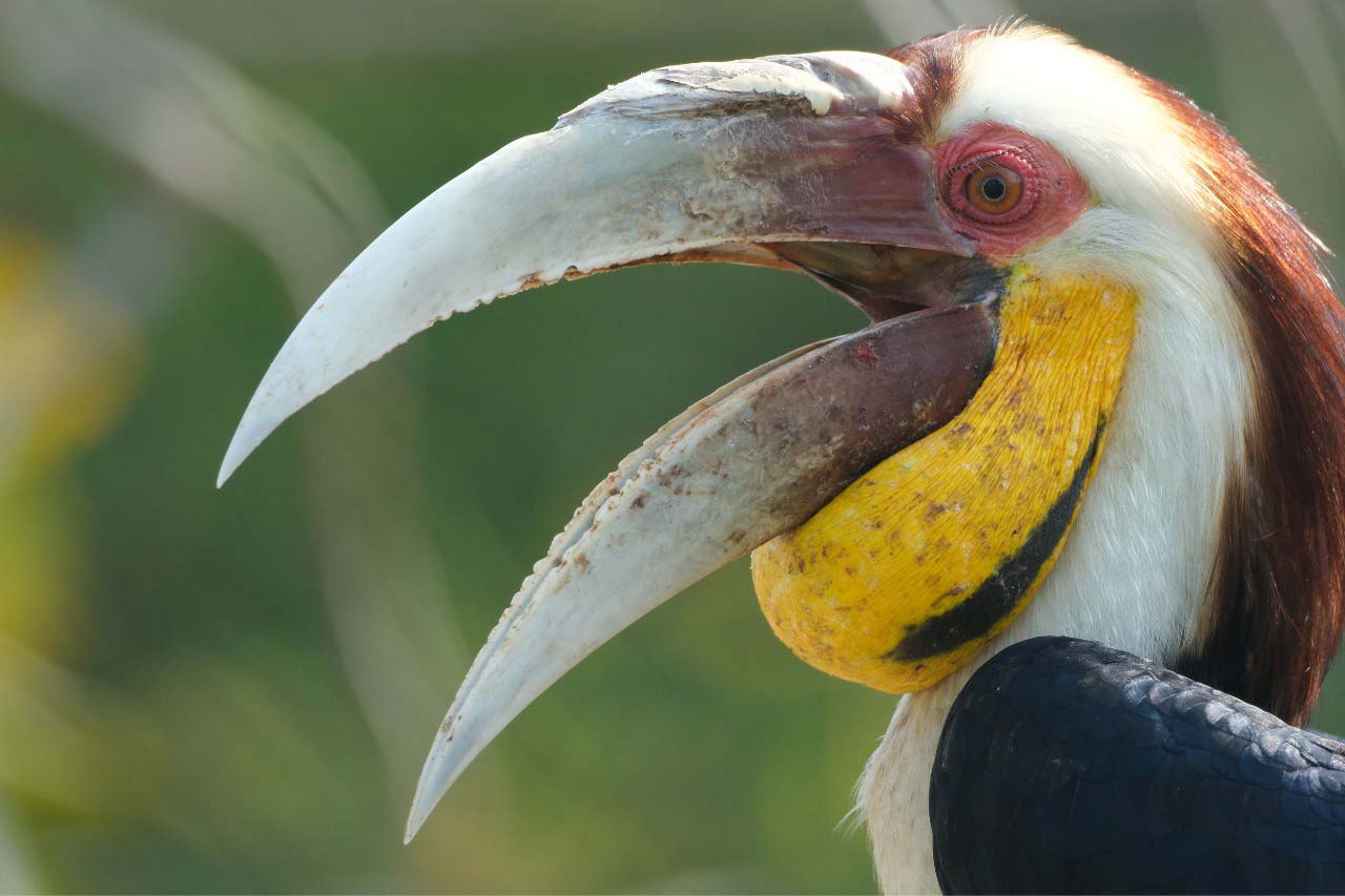 Wildlife Rescue Centre