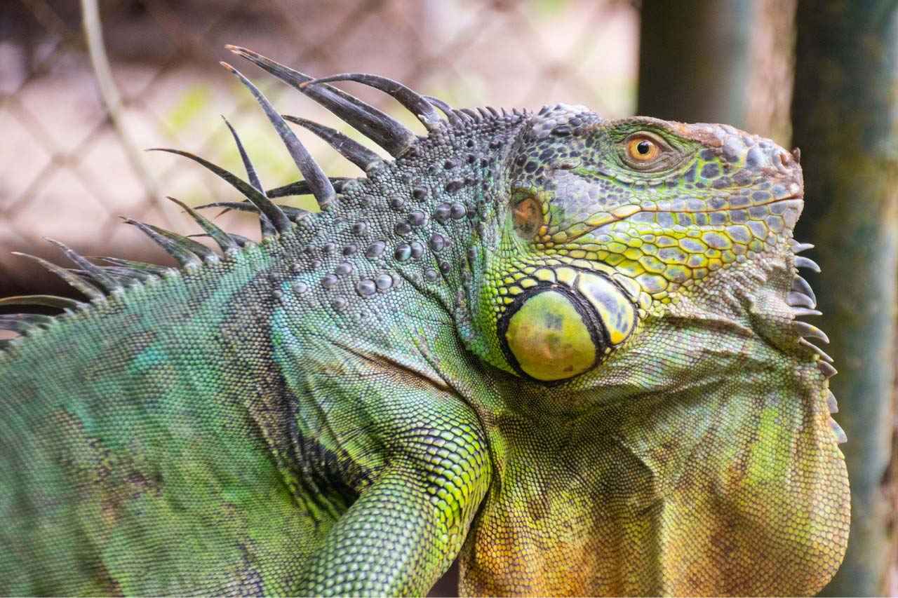 Wildlife Rescue Centre