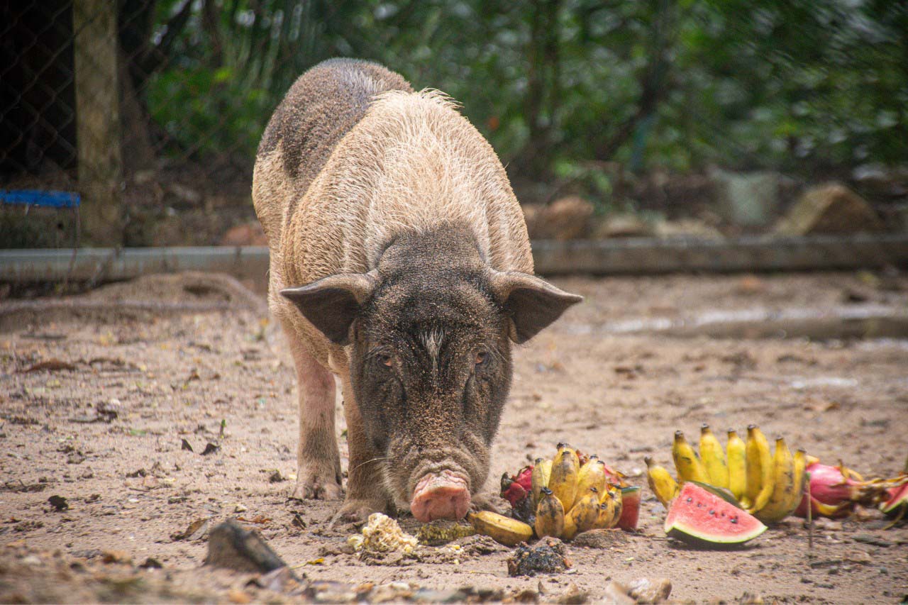 Wildlife Rescue Centre