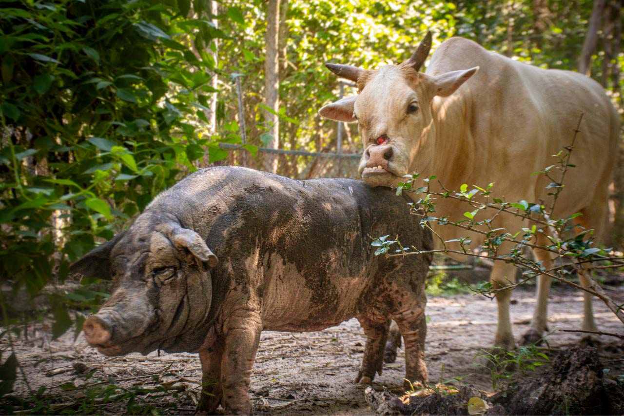 Wildlife Rescue Centre