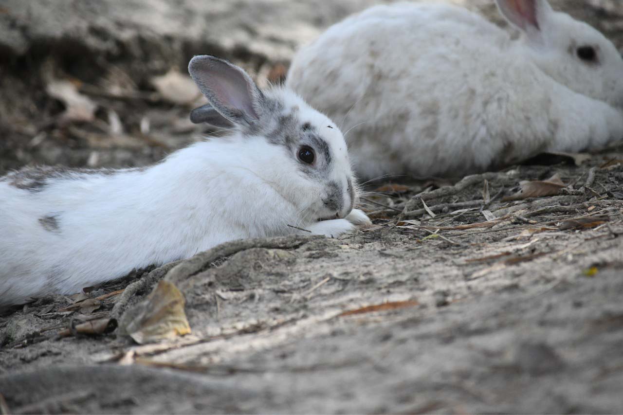 Wildlife Rescue Centre