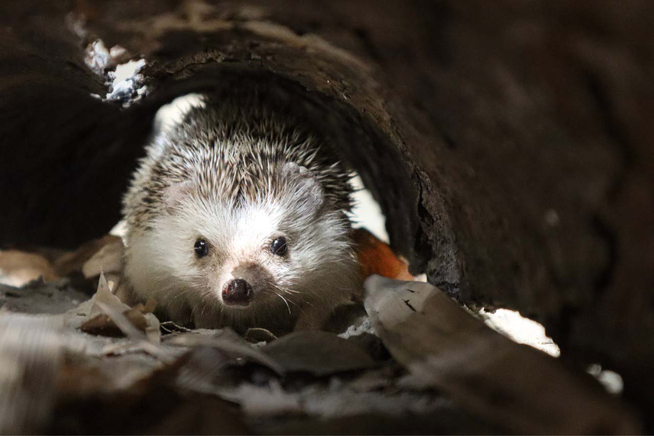 Wildlife Rescue Centre